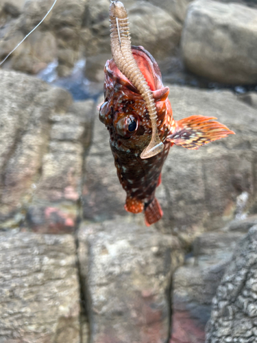 カサゴの釣果