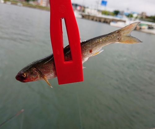 ウグイの釣果