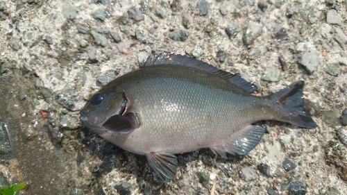 オナガグレの釣果