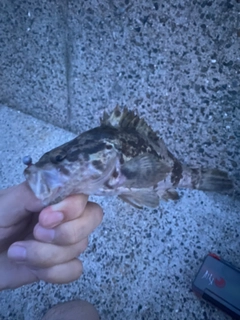 タケノコメバルの釣果