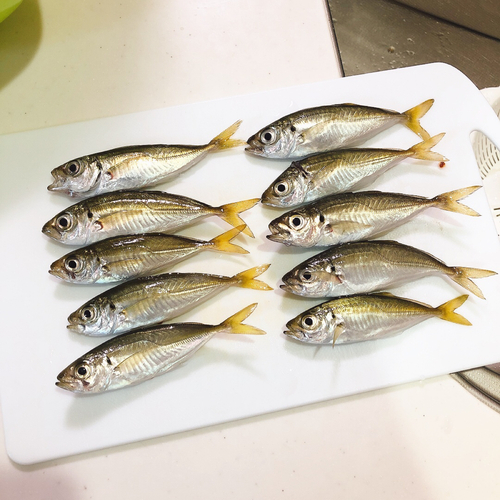 アジの釣果