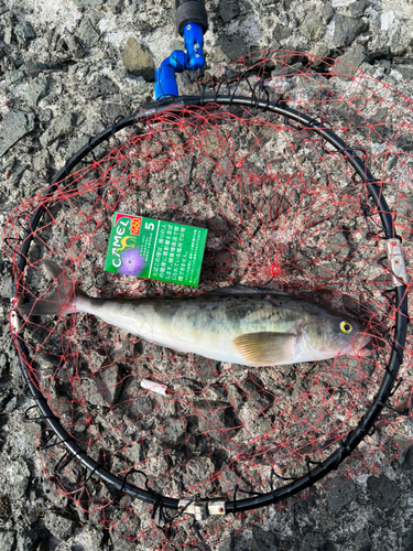 ホッケの釣果