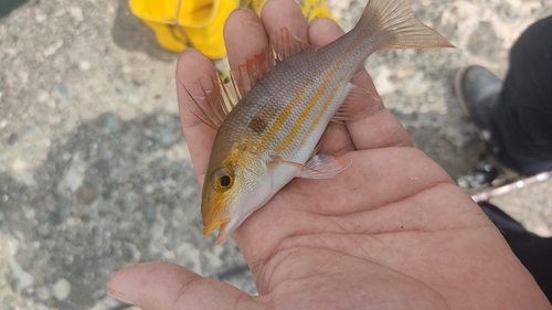 ハタの釣果