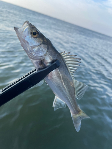 セイゴ（マルスズキ）の釣果