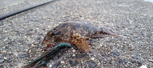 カサゴの釣果