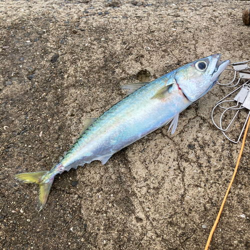 マサバの釣果