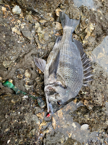 チヌの釣果