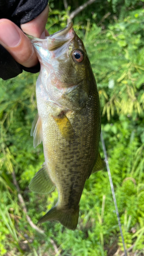 ラージマウスバスの釣果