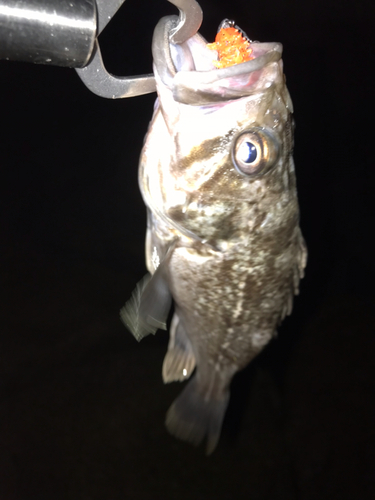 クロソイの釣果