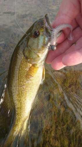 スモールマウスバスの釣果