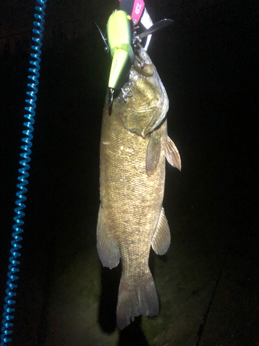 スモールマウスバスの釣果