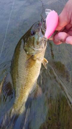 スモールマウスバスの釣果