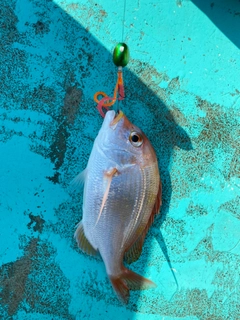 レンコダイの釣果