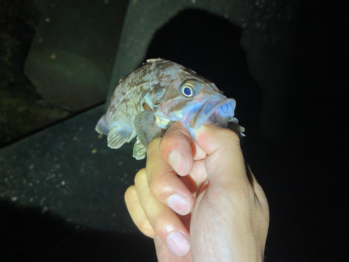 クロソイの釣果