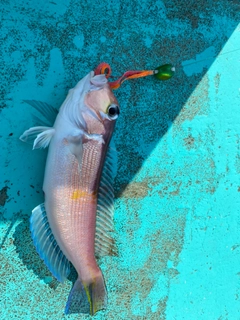 アマダイの釣果