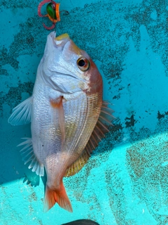 レンコダイの釣果