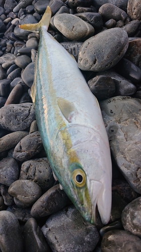 ワカシの釣果