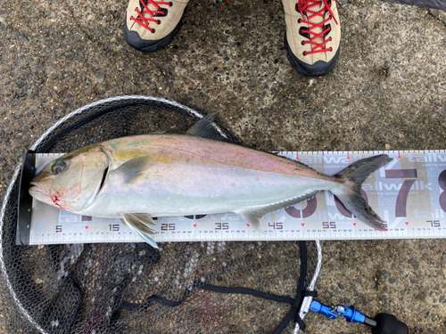 カンパチの釣果