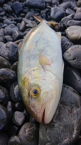 ショゴの釣果