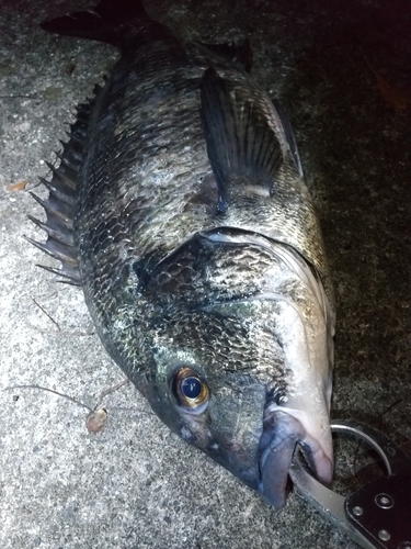 チヌの釣果