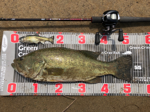 ブラックバスの釣果