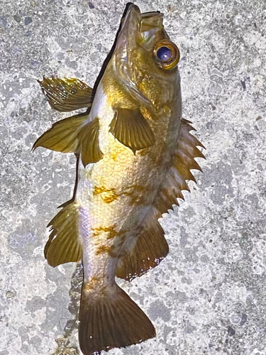 メバルの釣果