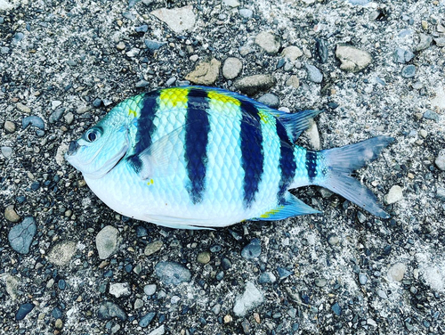 オヤビッチャの釣果