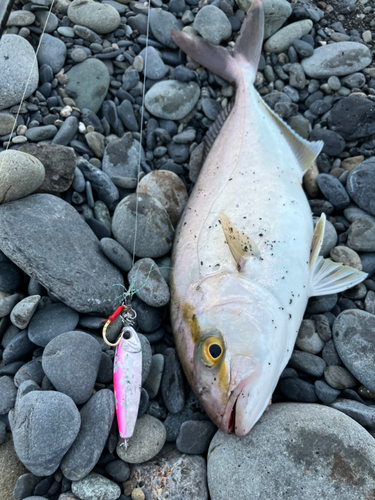 カンパチの釣果