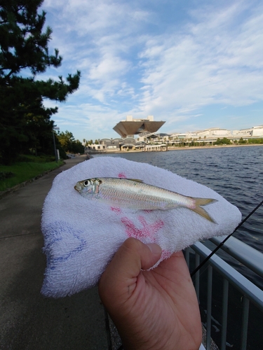 サッパの釣果