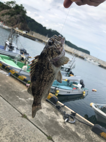 クロソイの釣果