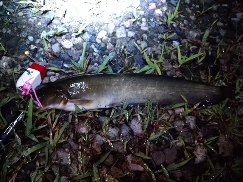 ナマズの釣果