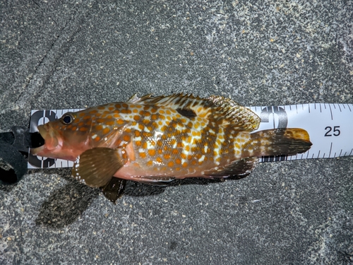 キジハタの釣果