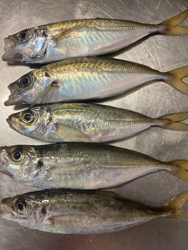 アジの釣果