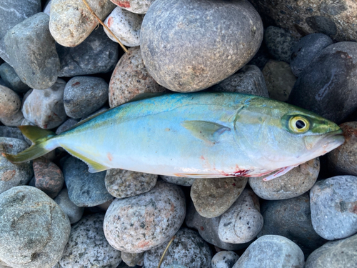 ツバイソの釣果