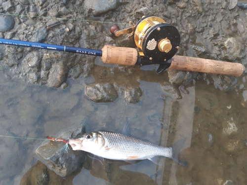 ニゴイの釣果