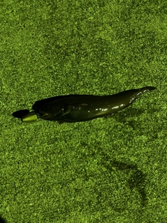 ドンコの釣果