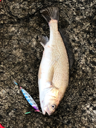 イシモチの釣果