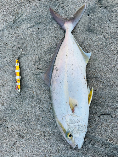 ショゴの釣果