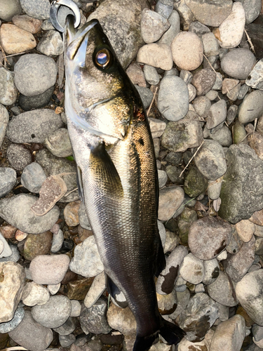 スズキの釣果