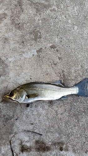 セイゴ（マルスズキ）の釣果