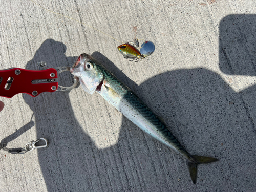 サバの釣果