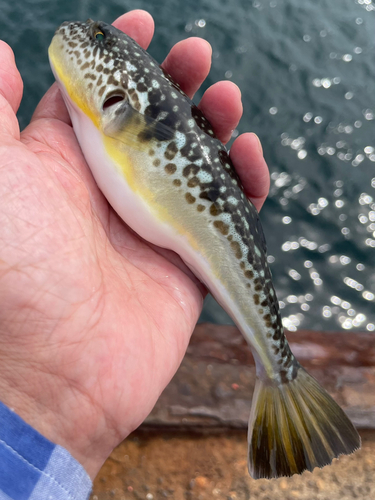 ショウサイフグの釣果