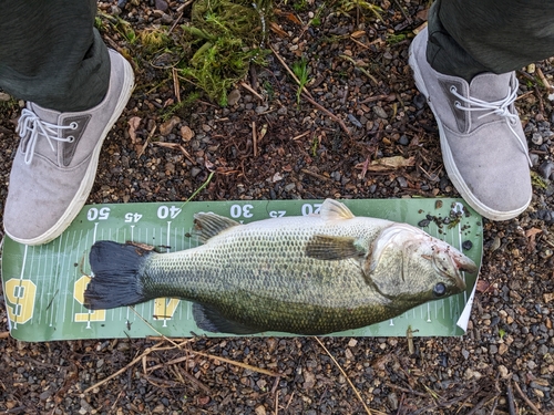 ブラックバスの釣果