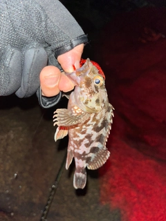 カサゴの釣果