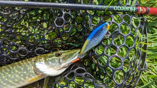 ノーザンパイクの釣果