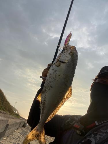 ショゴの釣果