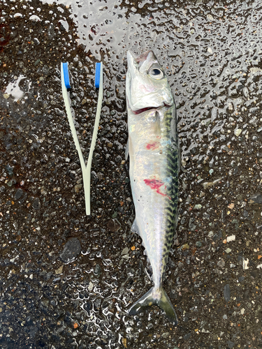 サバの釣果