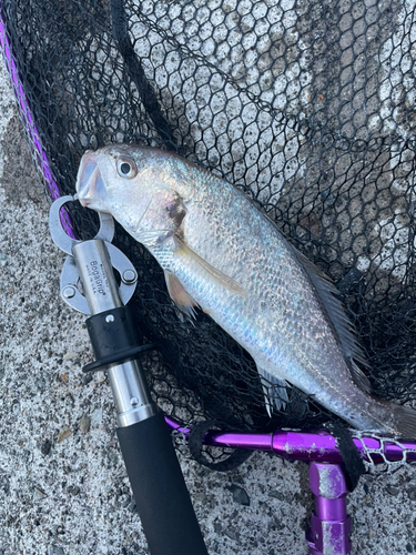 イシモチの釣果