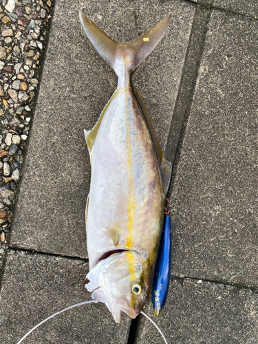 ショゴの釣果