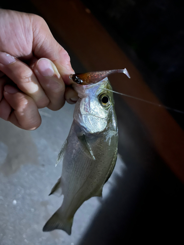 セイゴ（マルスズキ）の釣果